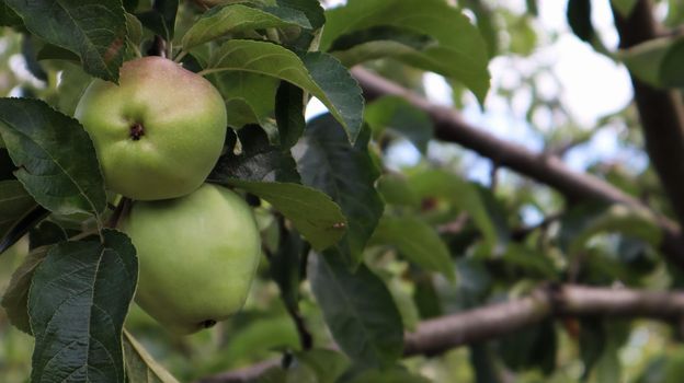 Two ripe green small apples on a branch together on a tree with green leaves in the summer in the garden. Close-up