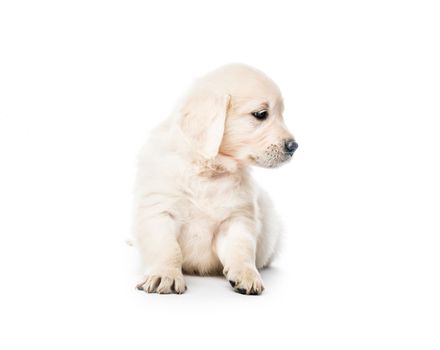 Cute little golden retriever puppy sitting isolated on white background