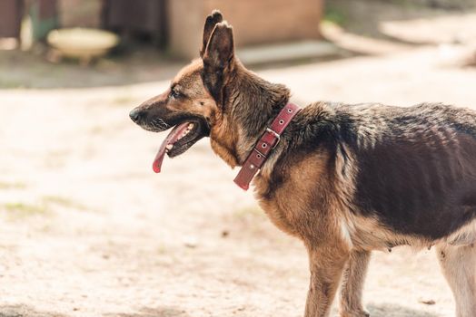 Careful purebred german shepherd dog spending summer time outdoors