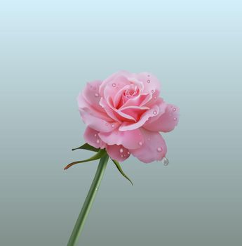 Realistic pink rose on white background