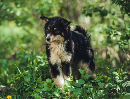 Little black homeless puppy dog sitting on greened street