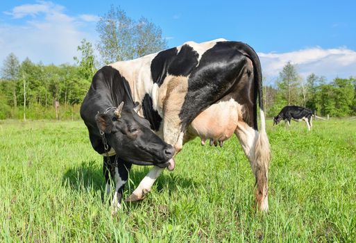 Cow grazing on the farm and looking into camera. Black and white young cow grazing on a pasture.