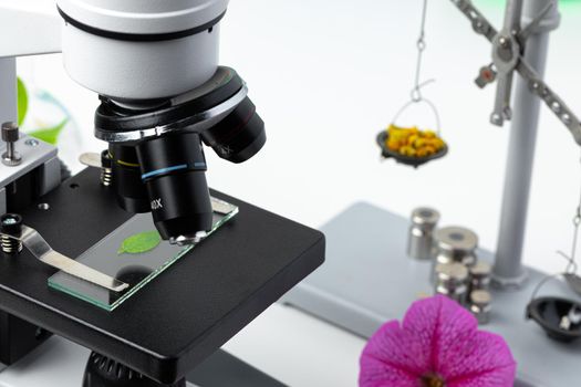 Medical laboratory. Scientific microscope with test tubes and plants for research