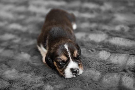 Cute newborn beagle puppy sleeping on grey veil, close-up
