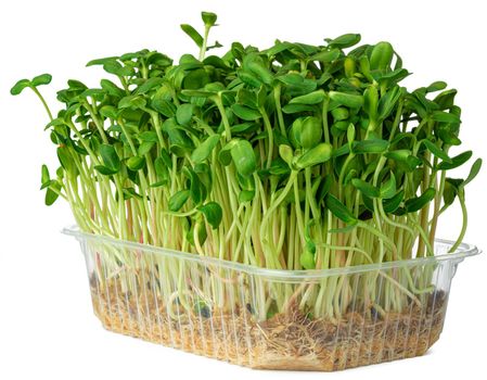 Micro green sprouts of borago or cucumber grass isolated on white background