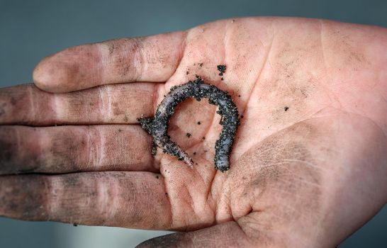 Garden worm twisted on a dirty human palm