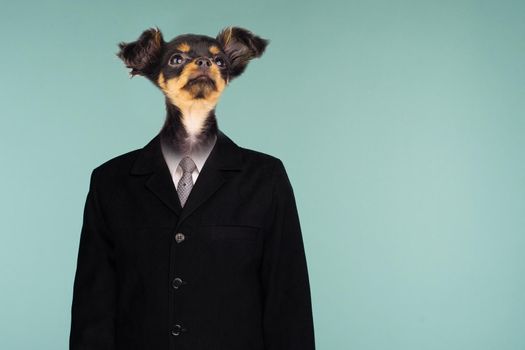 A Businessman With A Dog Head, Toy Terrier Wearing A Suite Over Isolated Background. - image