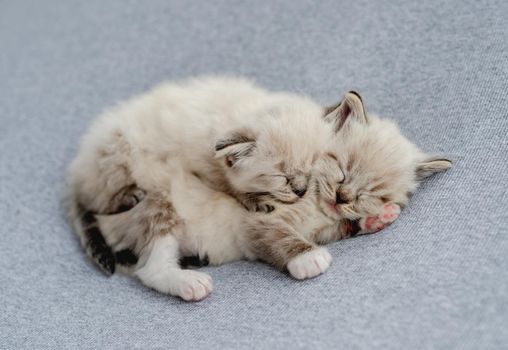 Two adorable little fluffy ragdoll kittens sleeping together on light blue fabric during newborn style photoshoot in studio. Cute sweet napping kitty cats portrait