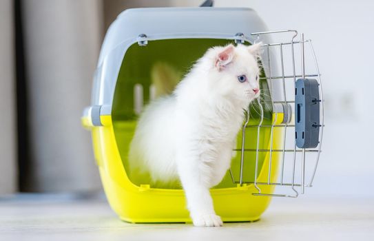Adorable white ragdoll cat goes out from pet carrying for transportation. Purebred fluffy domestic feline animal and basket with metal lattice opened