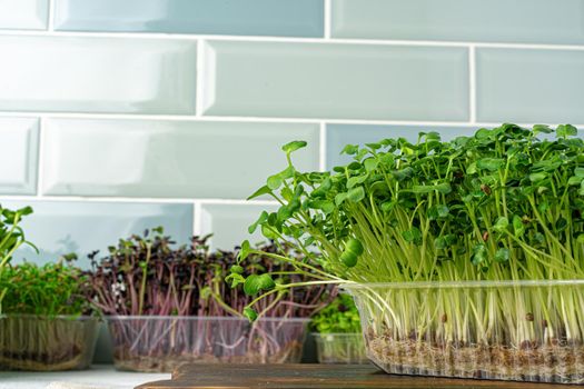 Micro green sprouts growing in tray in kitchen against mint tile wall. Healthy eating