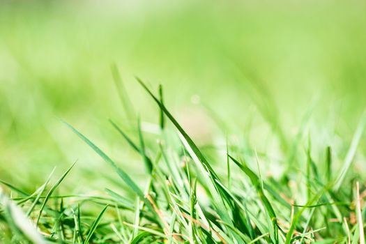Fresh green bright spring grass with sunlight and blurred background, selective focus, summer nature concept background colors