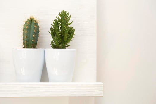 Two green cactuses decoration in white modern flower pot home design, retro interior close-up