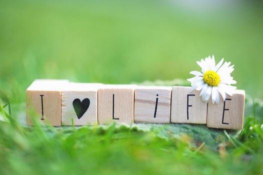 Wooden cubes with the words I Love Life and a heart symbol in bright green grass ,white Daisy spring background colorful nature close-up