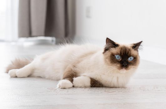 Adorable ragdoll cat with beautiful blue eyes lying on the floor at home and looking at the camera. Closeup portrait of breed feline pet indoors with daylight. Beautiful purebred domestic animal