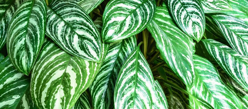 Beautiful tropical Green leafs background texture. Leaf texture background in nature design close up