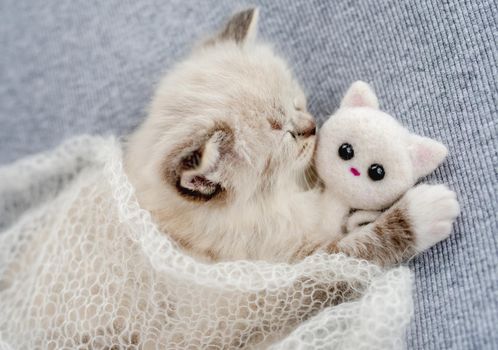 Adorable little ragdoll kitten sleeping under knitted blanket hugging toy cat on light blue fabric during newborn style photoshoot in studio. Cute napping kitty portrait