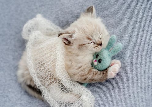 Adorable little fluffy ragdoll kitten sleeping under knitted blanket hugging toy rabbit on light blue fabric during newborn style photoshoot in studio. Cute napping kitty cat portrait