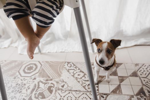 Crop shot of newborn in high chair and adorable dog sitting below on floor.