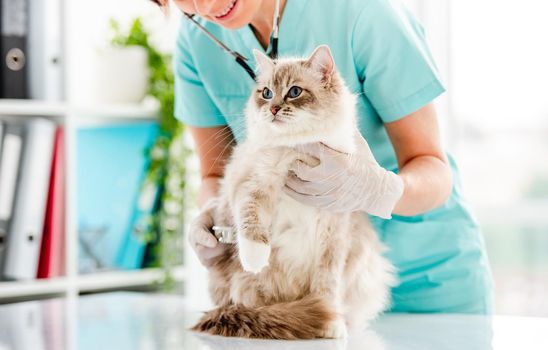 Smiling woman veterinarian holding fluffy ragdoll cat during medical care examining at vet clinic. Portrait of adorable purebred feline pet in animal hospital