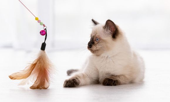 Cute fluffy ragdoll kitten witn beautiful blue eyes lying on the floor and looking at toy with feathers hold by owner. Portrait of american breed feline kitty at home. Little purebred domestic cat