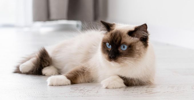 Cute ragdoll cat with beautiful blue eyes lying on the floor at home. Closeup portrait of breed feline pet indoors. Beautiful purebred domestic animal