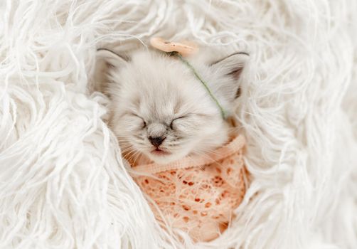 Adorable little ragdoll kitten sweety sleeping swaddled in fur and knitted blanket with flower on its head during newborn style photoshoot in studio. Cute purebred kitty portrait