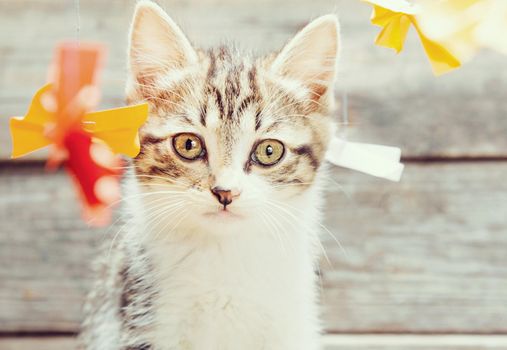 Cute little kitten sits among colorful paper bows and looks at camera