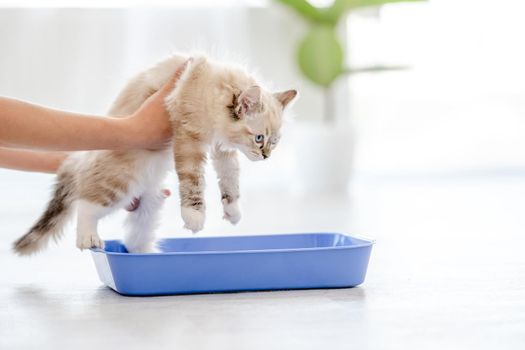 Owner holding lovely fluffy white ragdoll cat sitting in blue tray and teaching it goes to toilet place. Beautiful purebred feline pet outdoors