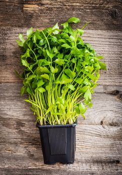 potted coriander on a wooden background