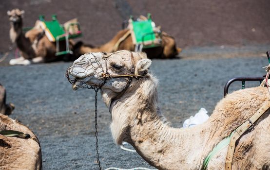 camel rests in the middle of the road
