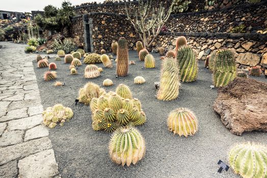 cactus garden in Guatiza, Lanzarote, Canary Islands
