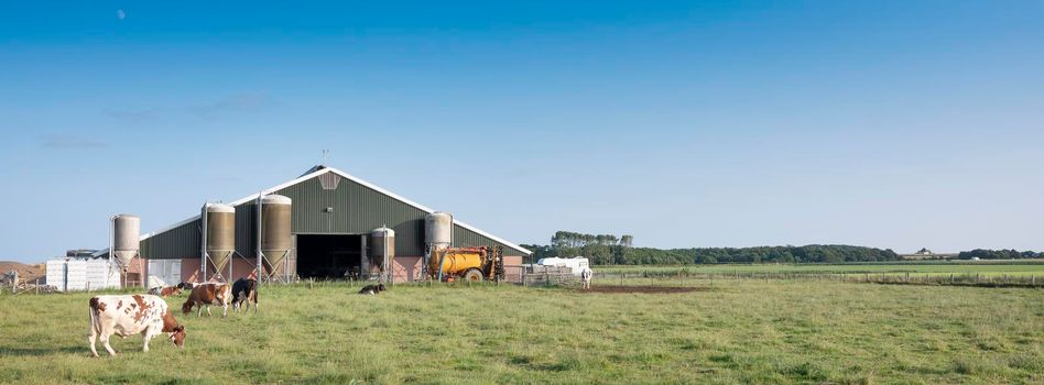 spotted cows in green grassy meadow near farm barn on dutch island of texel under blue sky in the netherlands