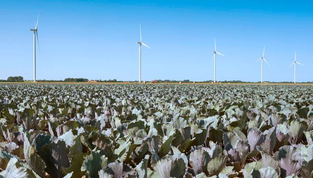 wind turbines and blue sky near agricultural field with red cabbage in holland