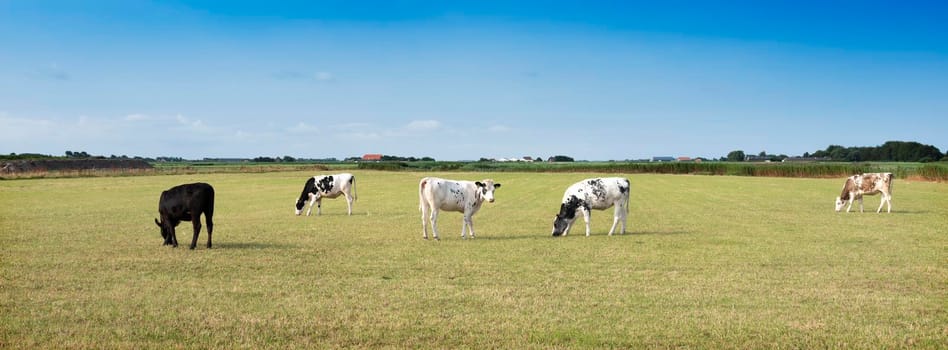 young spotted cows in green grass of meadow under blue sky on dutch island of texel in summer in the netherlands