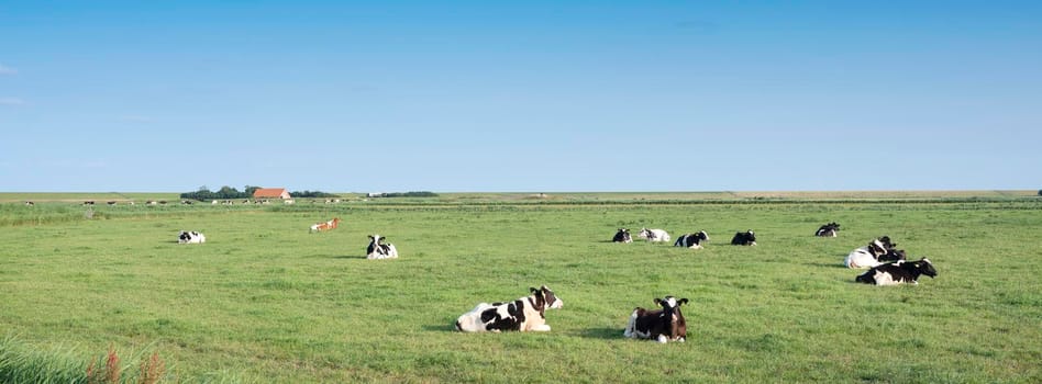 young spotted cows in green grass of meadow under blue sky on dutch island of texel in summer in the netherlands