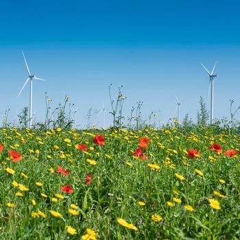 red and yellow summer flowers and wind turbines under blue sky in the netherlands