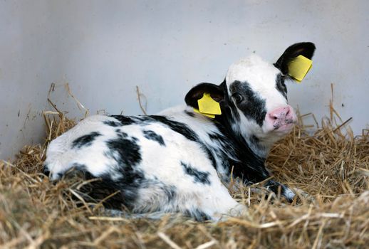 portrait of young black and white spotted calf in straw on farm in the netherlands