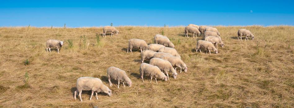 sheep on grass dike under blue sky on island of texel in the netherlands