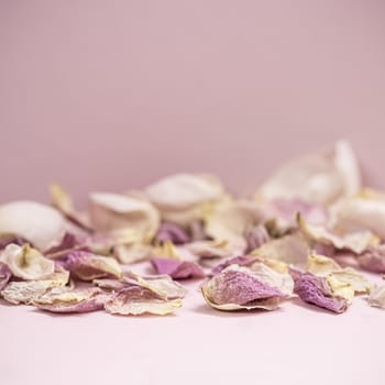 Rose flower buds and dried petals on pink background. Macro flowers backdrop for holiday brand design