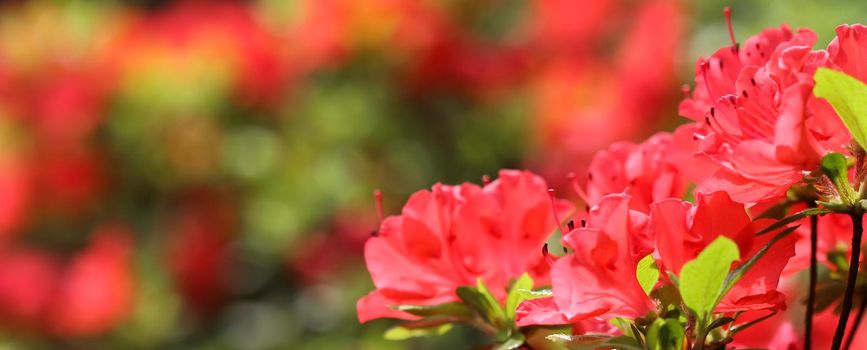 Opening of beautiful red azalea flower in spring garden. Gardening concept. Floral background