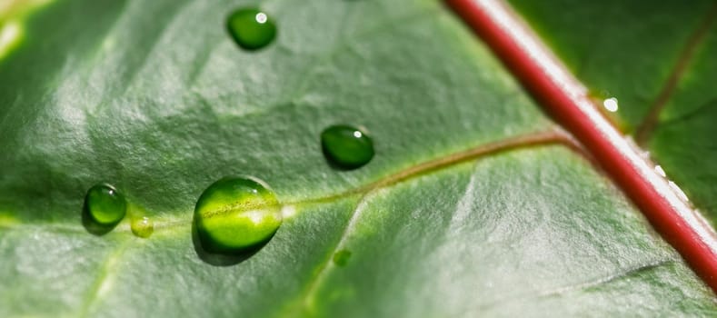 Abstract green background. Macro Croton plant leaf with water drops. Natural background for brand design