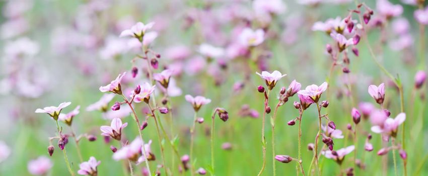 Delicate white pink flowers of Saxifrage moss in spring garden. Floral background