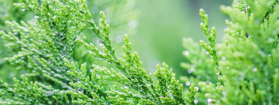 Closeup green leaves of evergreen coniferous tree Lawson Cypress or Chamaecyparis lawsoniana after the rain. Extreme bokeh with light reflection. Macro photography, selective focus, blurred background. Space for text