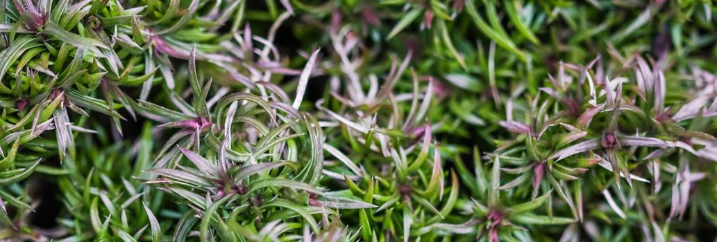 Green background of long spreading stems, foliage and buds of Creeping Phlox flowers in the garden. Nature background, botanical concept