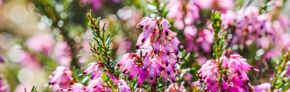 Pink Erica carnea flowers (winter Heath) in the garden in early spring. Floral background, botanical concept