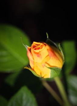 Beautiful yellow rose with dew drops in the garden on a sunny day. Ideal for background greeting cards