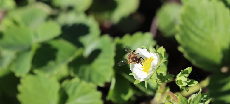 Blooming strawberry with bee on an organic farm. Gardening concept