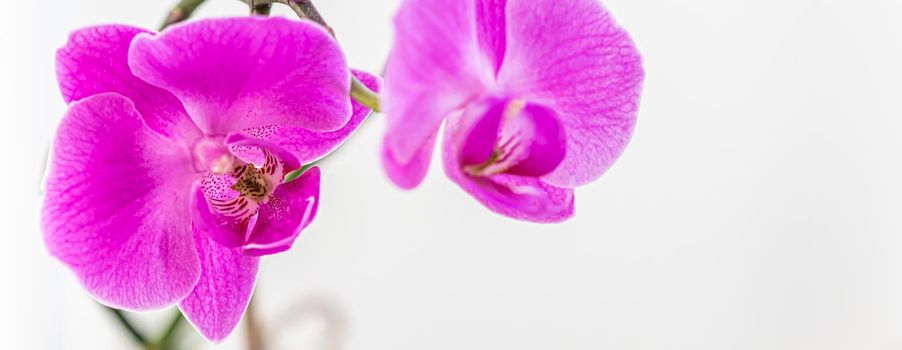 Purple orchid phalaenopsis flower on a white background