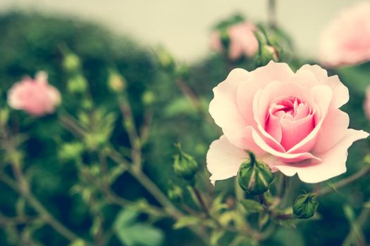 pink rose bush with flowers and green buds