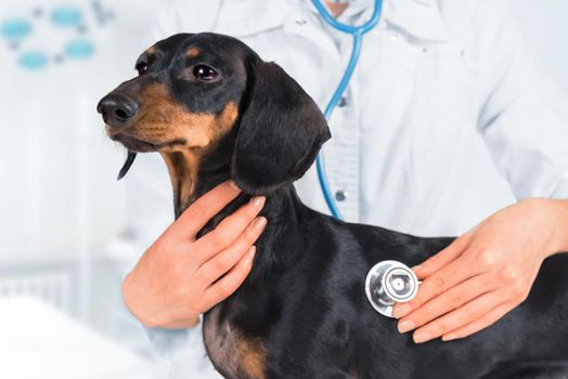 Veterinarian is listening dachshund dog in a clinic